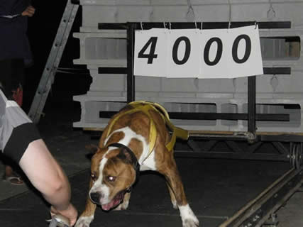 CH. ROCKSTONE TRACTOR